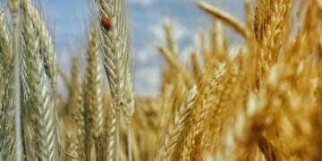 Минэкономики начало разрабатывать механизмы распределения госпомощи аграриям с учетом рекомендаций Счетной палаты