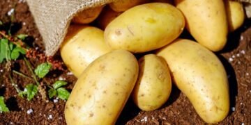 Импорт картофеля в Украину в 2025 году вырос на 431%, расходы превысили $74 млн