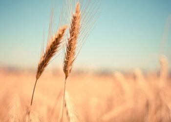 Рынок сельхозземель в 2025 году вошел в фазу прогнозируемой динамики — Минэкономики