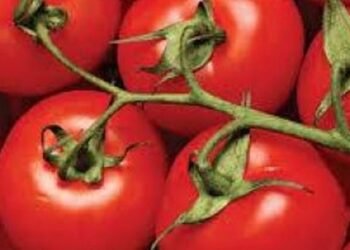 Минекономики со 2 февраля возобновит прием заявок на гранты для садоводства и теплиц, бюджет на 2026 год — $465 млн