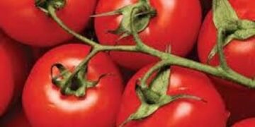 Минекономики со 2 февраля возобновит прием заявок на гранты для садоводства и теплиц, бюджет на 2026 год — $465 млн