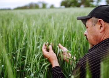 Украинский агроэкспорт: доля ЕС сократилась, растут поставки в Азию и Африку