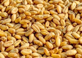 Экспорт агропродукции из Украины в январе 2026 г. сократился на 0,8% на фоне падения отгрузок масличных – УКАБ