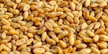 Экспорт агропродукции из Украины в январе 2026 г. сократился на 0,8% на фоне падения отгрузок масличных – УКАБ