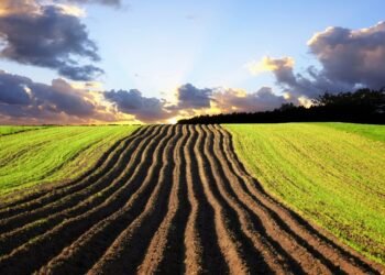 Агротон покупает активы Kernel в Харьковской области: есть разрешение регулятора