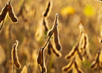 В Украине урожайность сои падает из-за погоды. На рекордный урожай надеяться не стоит