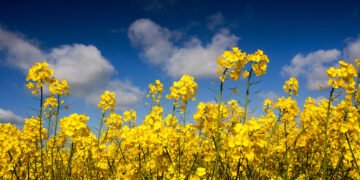 «Выбили нас с рынка ЕС». Соево-рапсовые пошлины нанесли ущерб фермерам – ACC