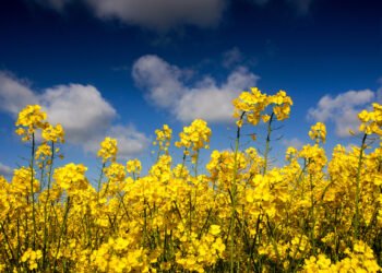 Из-за войны в Иране Украина может на треть увеличить площади под рапсом