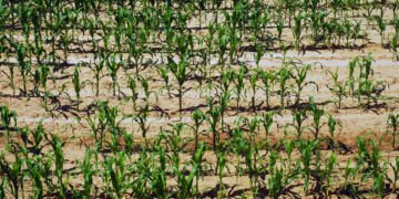 Кабмин установил критерии, по которым будуть определять зоны рискованного земледелия