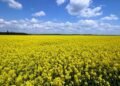 Украина наращивает переработку: экспорт рапсового масла вырастет почти втрое – УКАБ
