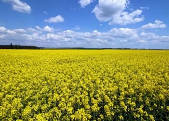 Украина наращивает переработку: экспорт рапсового масла вырастет почти втрое – УКАБ