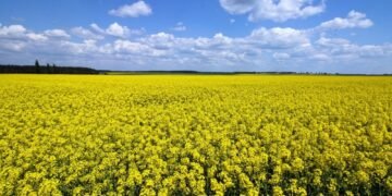 Украина наращивает переработку: экспорт рапсового масла вырастет почти втрое – УКАБ