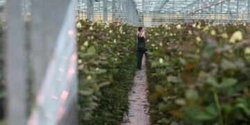 Цветы против войны. Как $43 миллионов инвестиций сделали розы более прибыльными