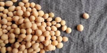 Испанские аграрии требуют зеркальных пошлин на украинское масло из-за отказа Украины отменить ограничения на экспорт сои и рапса