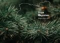 «Леса Украины» в I кв.-2026 вышли на рекордные объемы заготовки в 3 млн куб. м