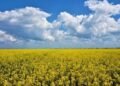Украина в 2025/26 МГ увеличит экспорт рапсового масла в 2,7 раза — до 576 тыс. тонн — УКАБ