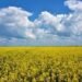 Украина в 2025/26 МГ увеличит экспорт рапсового масла в 2,7 раза — до 576 тыс. тонн — УКАБ