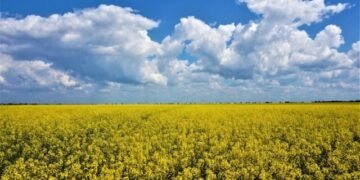 Экспортная пошлина на масличные лишила Украину уникальной ниши на рынке ЕС — мнение