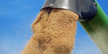 Украинская пшеница подорожала до $220/тонна на фоне мирового скачка котировок из-за войны в Иране