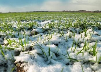 Льготное кредитование аграриев по программе «5-7-9» продлено до весны 2027г — Минэкономики