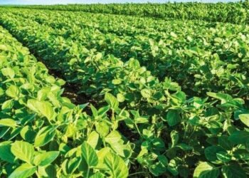 Площади под соей в Украине в 2026г. могут сократиться на 30% из-за экспортных пошлин — мнение