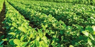 Площади под соей в Украине в 2026г. могут сократиться на 30% из-за экспортных пошлин — мнение