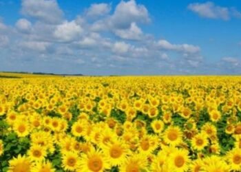 Площади под подсолнечником в Украине в новом сезоне могут вырасти до 6,1 млн га — «УкрАгроКонсалт»