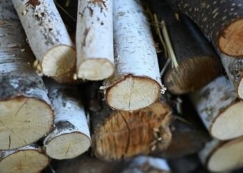 «Леса Украины» выставили на торги на II кв. на 20% больше древесины, цены стабилизированы