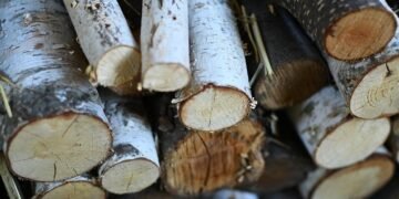 «Леса Украины» выставили на торги на II кв. на 20% больше древесины, цены стабилизированы