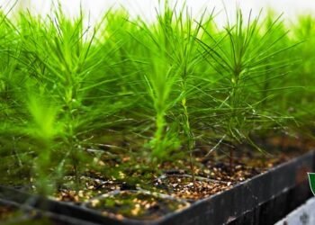 ГП «Леса Украины» открыло в Черниговской области крупнейший семенной центр мощностью 10 млн саженцев в год