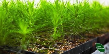 «Леса Украины» высадят 6,4 млн сеянцев с закрытой корневой системой во время весенней кампании-2026