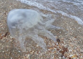 Азовское море в опасности: захватчики планируют уничтожить пищевую цепь морской экосистемы