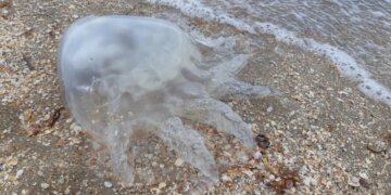 Азовское море в опасности: захватчики планируют уничтожить пищевую цепь морской экосистемы