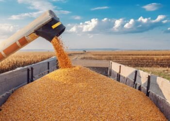 Египет отказался от зерна, экспортируемого РФ с оккупированных украинских территорий – Зеленский