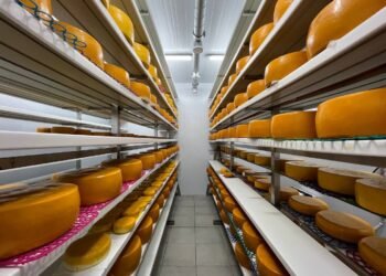 Сумской феномен. Как крафтовые сыроварни растут рядом с Lactalis