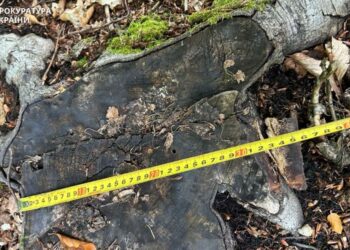 На Леса Украины подали в суд за вырубку в нацпарке: сумма иска – рекордная