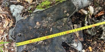 На Леса Украины подали в суд за вырубку в нацпарке: сумма иска – рекордная