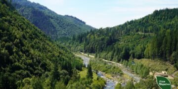 Зеленский анонсировал «новые кадровые подходы» в «Лесах Украины»