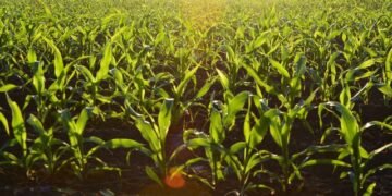 Адаптация агросектора к требованиям ЕС по СЗР может повлечь ежегодные потери в $2 млрд – замминистра