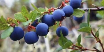 ФАО и ЕС предоставят до $150 тыс. грантов агрегаторам в секторе овощеводства и ягодоводства семи областей Украины