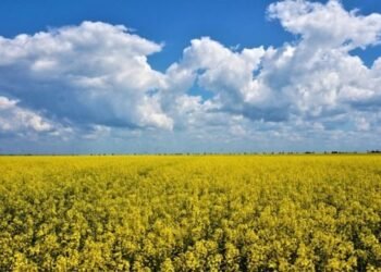 Экспортные цены на рапс в Украине растут вслед за подорожанием нефти и масличного сырья