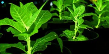 Растения вместо фонарей на улицах: Китай вывел биолюминесцентные орхидеи, подсолнухи и хризантемы