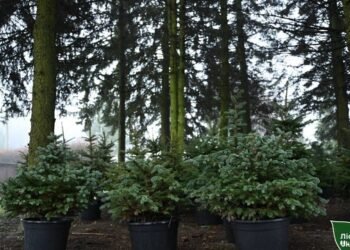 ГП «Леса Украины» в І кв.-2026г увеличило прибыль в 3,7 раза