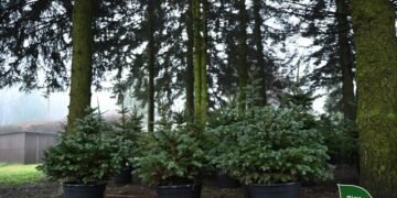 ГП «Леса Украины» в І кв.-2026г увеличило прибыль в 3,7 раза