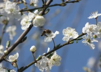 Укргидрометцентр: Повреждения озимых достигают 12%, косточковых культур – до 51%