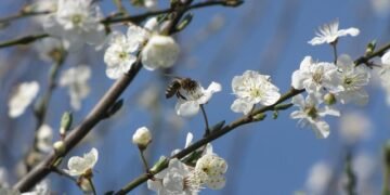 Укргидрометцентр: Повреждения озимых достигают 12%, косточковых культур – до 51%