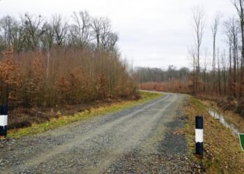 «Леса Украины» в апреле возобновят строительство 25 дорог, что позволит снизить себестоимость заготовки на 20%