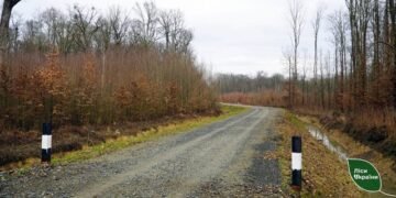 «Леса Украины» в апреле возобновят строительство 25 дорог, что позволит снизить себестоимость заготовки на 20%