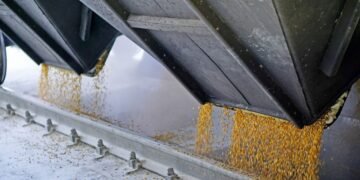 Тысячи тонн зерна «всплыли» в Иране и Египте: НАБУ выкрыло масштабную коррупционную схему