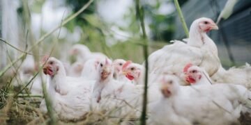 Экспорт мяса птицы из Украины в марте стал рекордным с начала 2022г – «Союз птицеводов»